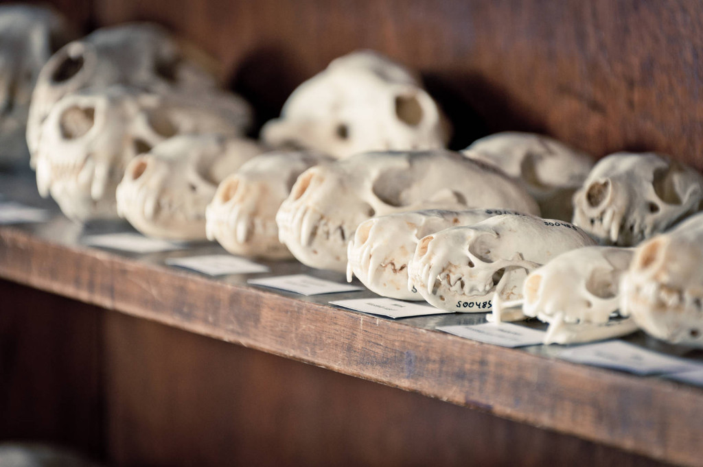 Shelf with animal bones